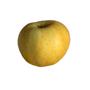 Pomme Chantecler